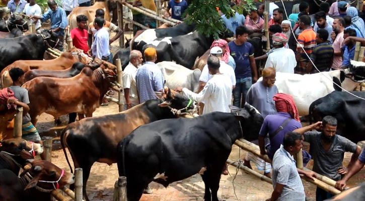 জমে উঠেছে সাতমাইল পশুর হাট