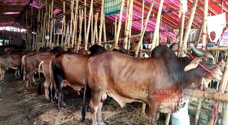 শেষ মুহূর্তে গরুর বাজার চড়া, বিপাকে ক্রেতা