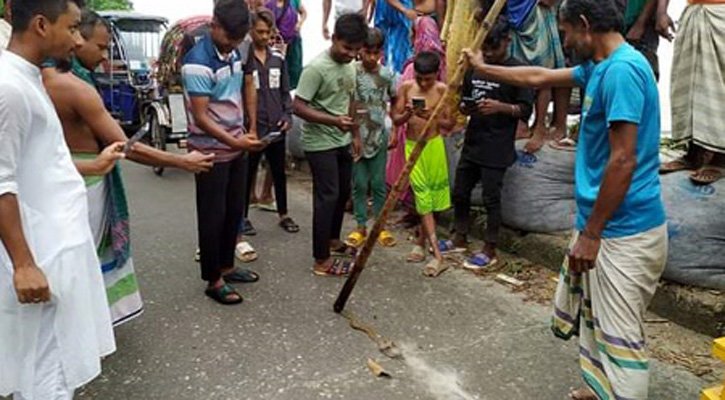 মেঘনা উপকূলে একের পর এক দেখা মিলছে রাসেলস ভাইপার