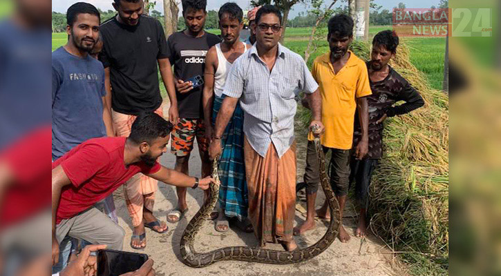 শ্রীমঙ্গলে ধানক্ষেতে মিলল বিশাল অজগর 