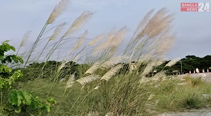 শরৎ মানেই প্রকৃতি, নদের তীরে কাশফুলের সাদা হাসি