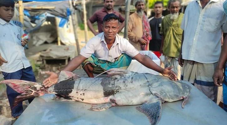 যমুনায় ধরা পড়ল ৩৮ কেজি ওজনের বাঘাইড়