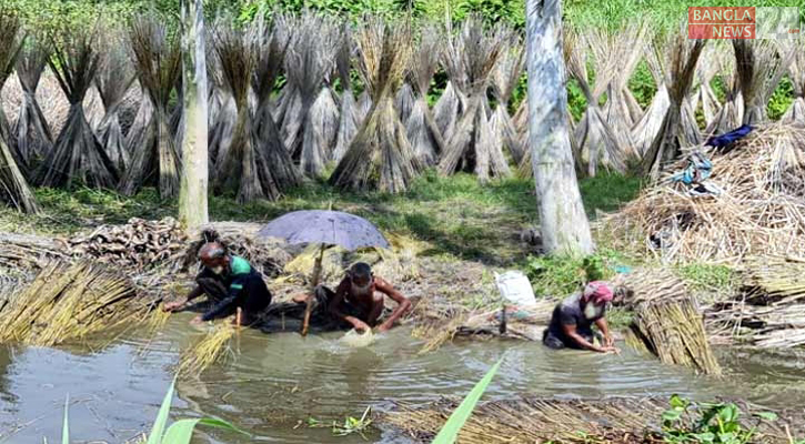 বগুড়ায় সোনালি আঁশে রঙিন স্বপ্ন কৃষকের