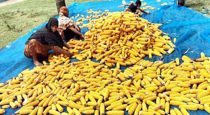 বগুড়ায় রবি মৌসুমে সোয়া ১ লাখ টন ভুট্টা উৎপাদন