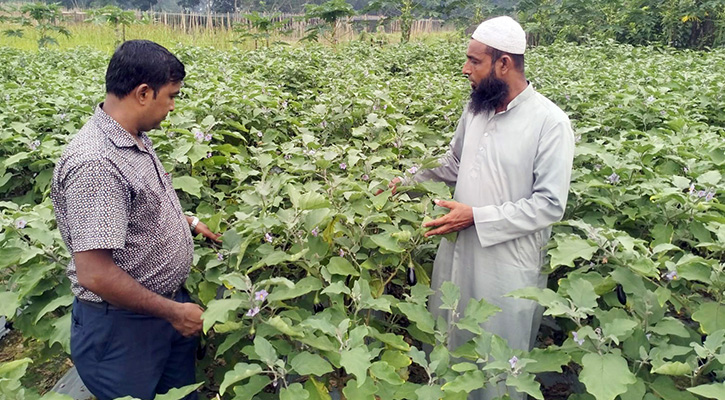 সবজি-ফল চাষেও সফল স্কুলশিক্ষক কামাল হোসেন