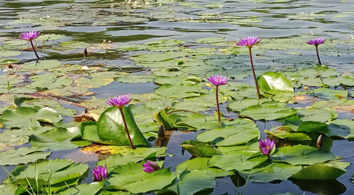 নীলসাগরে মুগ্ধতা ছড়াচ্ছে শাপলা