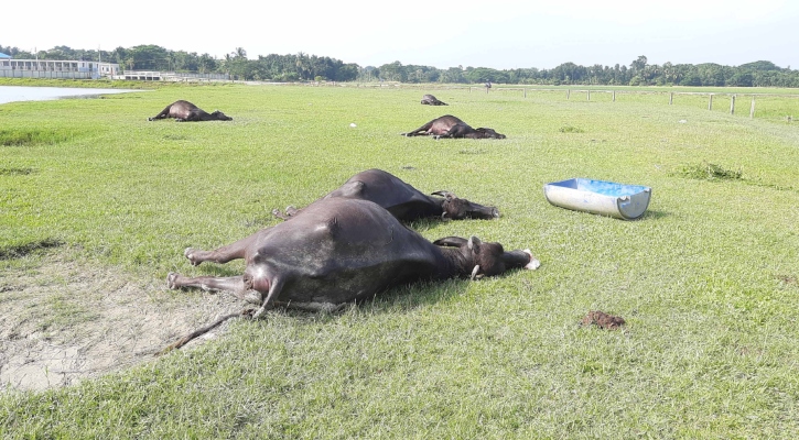 বাগেরহাটে প্রজনন খামারে ১৮ মহিষের রহস্যজনক মৃত্যু