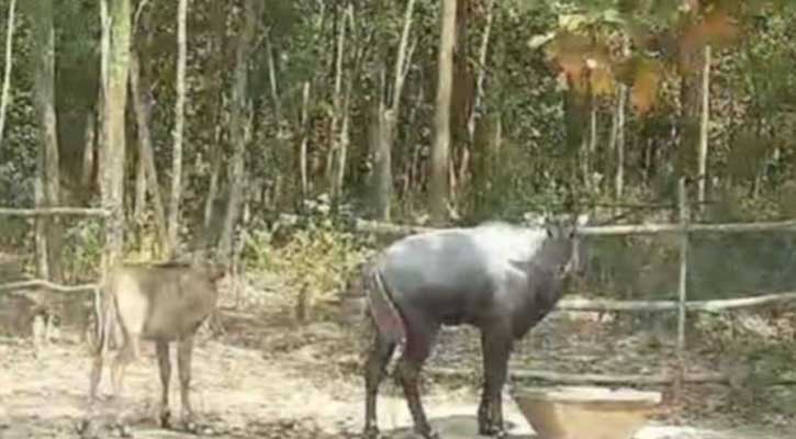 শ্রীপুরের সাফারি পার্কে নীলগাইয়ের ঘরে নতুন অতিথি