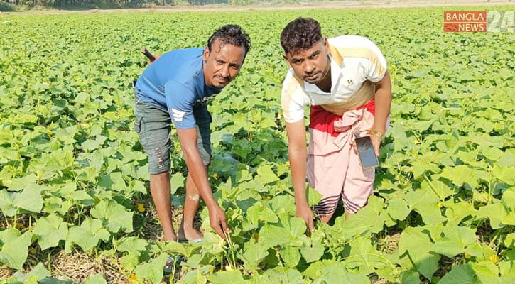 চরে খিরার ফলন বেড়েছে, লাভের আশা কৃষকদের