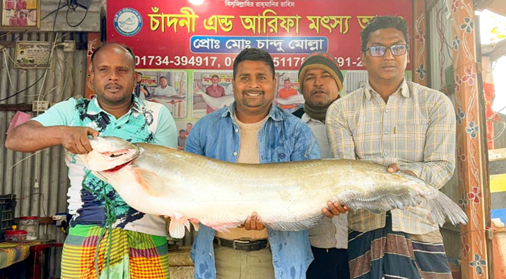 বড়শিতে ধরা পড়ল ১৬ কেজির বোয়াল, বিক্রি ৫০ হাজারে