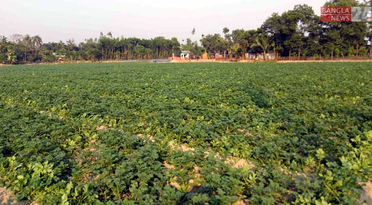 কুয়াশা-শীতে উৎকণ্ঠায় রংপুরের আলুচাষিরা