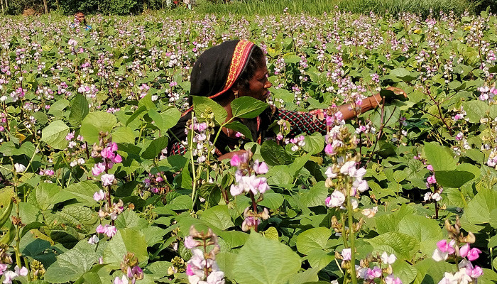 মানিকগঞ্জে শিমের ফলন আশানুরূপ, চাষিরা উচ্ছ্বসিত। ছবি তুলেছেন সাজিদুর রহমান রাসেল